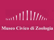Visita lo shopping online di Museo Civico di Zoologia