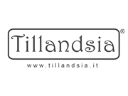 Visita lo shopping online di Tillandsia