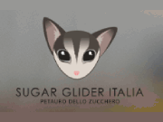 Sugar Glider Italia