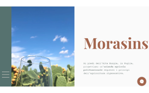Il sito online di Morasinsi
